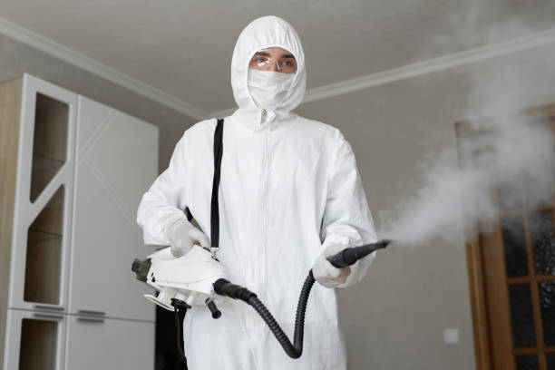 Best Black Mold Removal  in Glen Dale, WV